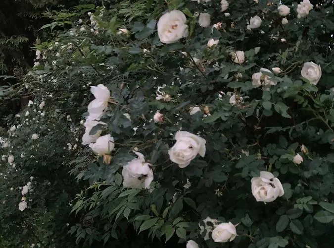 Pikkjaerve Puhkemaja